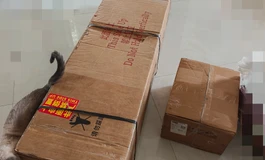 新手入门第一个娃，娃娃学姐160小坦克开箱