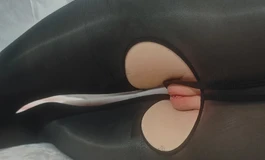 玩家返图｜一号腿模+黑色丝袜，这腿谁顶得住啊