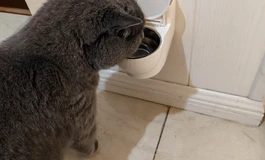 蓝猫二手娃娃回收