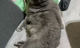 考虑买个30斤以上的硅胶臀模